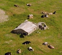 resting cows on pasture