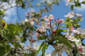 handsome Cherry Tree