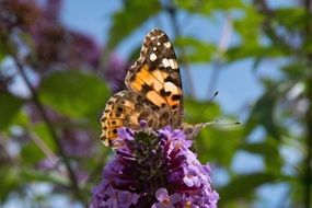 butterfly on the lilac flowers