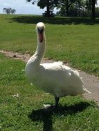 magnificent Swan