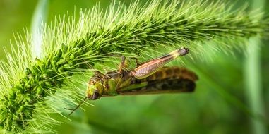 grasshopper on a fluffy plant
