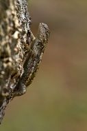 Eastern Lizard Macro