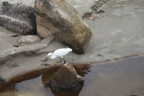 delightful Heron Beach Birds