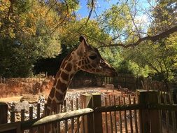 african giraffe in the zoo