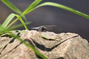 dragonfly on a stone among the reeds