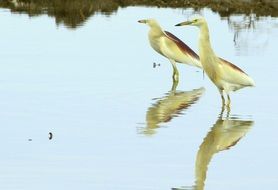 exotic birds stand in the water