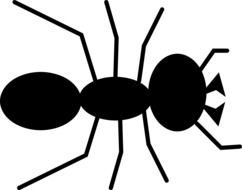 painted queen ant