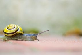 crawling snail with yellow shell