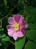 charmingly cute Wild Rose bloom