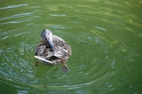 duck cleans itself in water