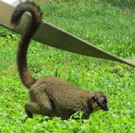 red lemur on green fieldr