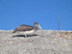 Pelican Bird, Wildlife, portrait