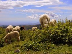 flock of sheeps on the pasture