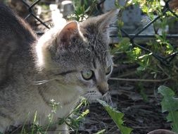 cat close up