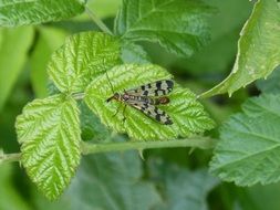 scorpion fly on the blackberry leaf
