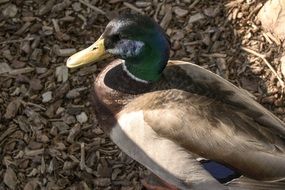 handsome Duck