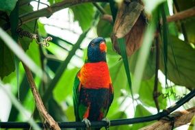 parrot on a branch in the forest