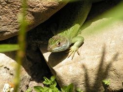 green lizard between stones