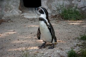 penguin in the animal world