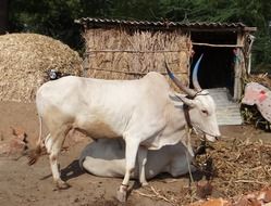 Bullocks in India