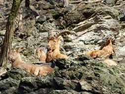 beautiful and cute Animals Capricorn Fauna