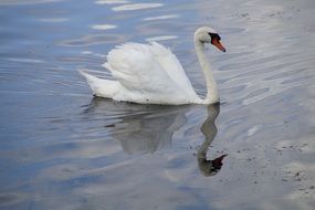 swimming elegant mute swan
