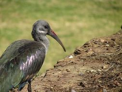 hadeda ibis in wild