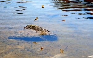 dragonfly on a stone in water