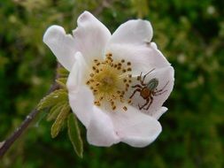 bright spider on a white flower