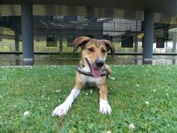the dog on the grass