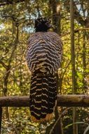Exotic bird in Temaiken