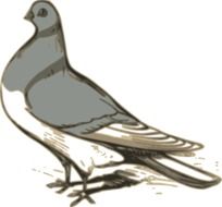 drawing of pigeon on a white background