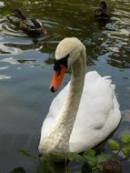 elegant white swan on a lake near the shore