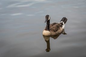 canadian goose swimming on a lake