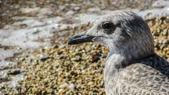 Grey Seagull on beach, head close up