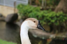 black beak swan head