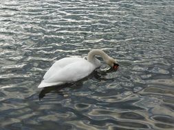 swan floating in the lake, mulheim