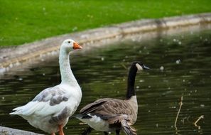 brown and white geese on the shore of the pond
