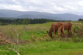 moose on green grass