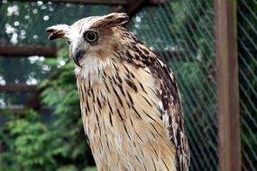 strikingly beautiful Owl