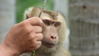 Monkey in Thailand