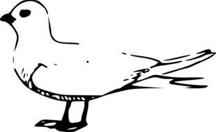 Ä°llustration of seagull