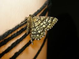 incredibly beautiful Butterfly Moth