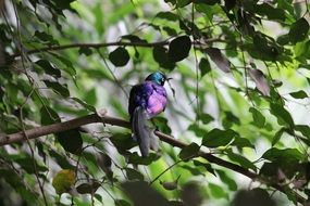 colorful colored bird in dense forest