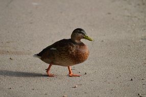 duck on the asphalt path