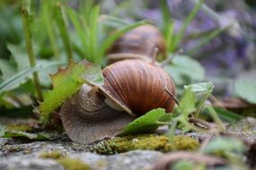 Snails in the garden close-up on blurred background