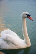 proud white swan