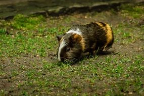 three color guinea pig