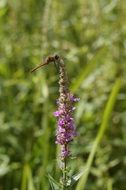 wild dragonfly in wetland