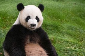 panda sits on the green grass